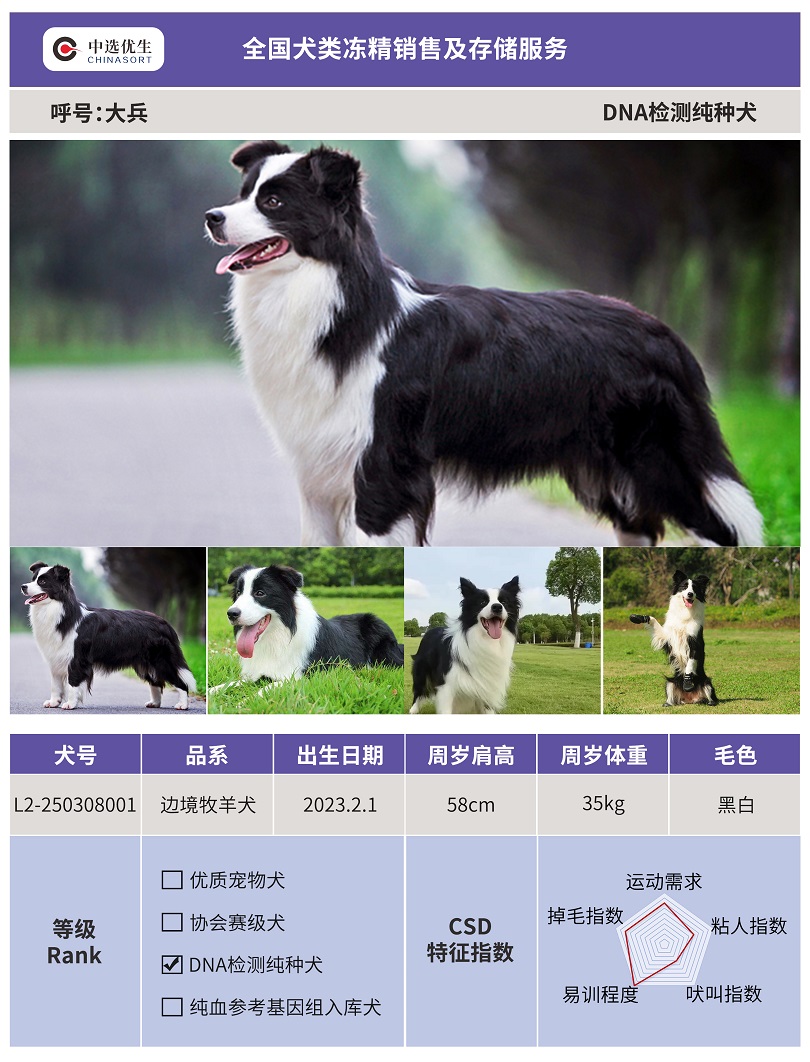 犬图册.jpg